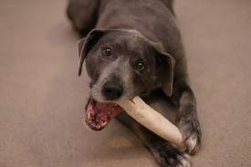 <b>Eating Out with your<i> dog</i></b>