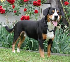 <b>The<b> Entlebucher</b></b>