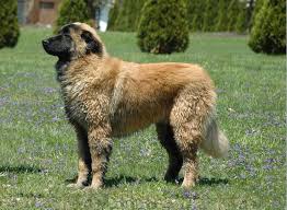 <b>The<i> Estrela Mountain Dog</i></b>