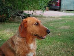 The <b>Basset Fauve de Bretagne</b>
