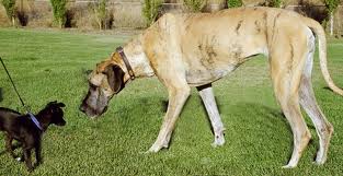 Finding the Most Popular Dog Breeds