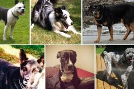 Relatives of the dog 3 and 4 0f 6
