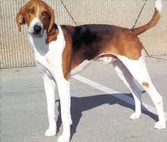 The <b>American Foxhound</b>