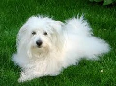 Kid friendly<b> dog</b>s