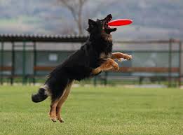 <b>Frisbee or<b> Canine Disc</b></b>