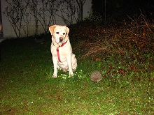 Dogs in the garden