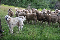 <b>Guardian Dogs</b>