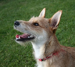 <b>Guardian Breed Mixes</b>