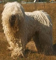 <b>Guardian<i> dog</i>s</b>