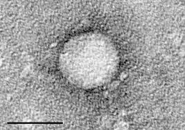 <b>Hepatitis In Dogs</b>