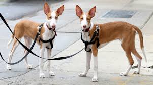 <b>Hounds</b>