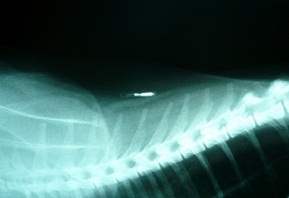 Microchipping Your Pet