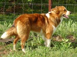 The <b>American Indian Dog</b>