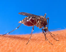 <b>Insect bites and stings</b>