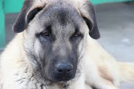 <b>The<i> Kangal Dog</i></b>