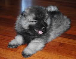 <b>The<i> Keeshond</i></b>