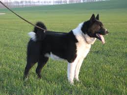 <b>The<i> Karelian Bear Dog</i></b>