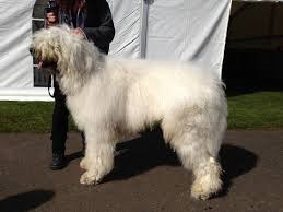 <b>The<b> Komodor</b> dog</b>