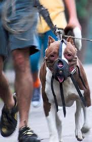 Laws for Working Dogs