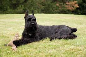 Learn More about the Most Popular Big Dogs