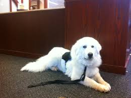 <b>LEASH LAWS</b>