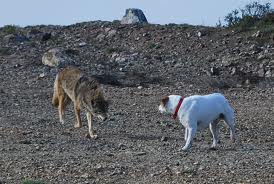 <b>Livestock and dogs</b>