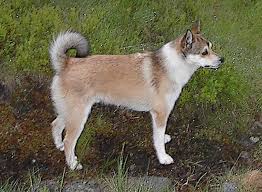 <b>The<i> Lundehund</i></b>