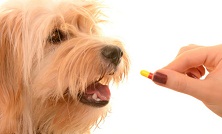 Buying Pet Medicine Online