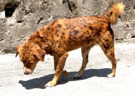 <b>Multi-breed</b><i> Dog Rescues</i>