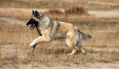 <b>Belgian Shepherd Tervuren</b>