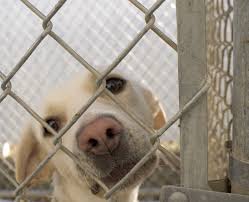 <b>No-Kill Pet Shelters</b>