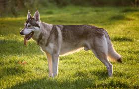 <b>Northern Dogs</b>