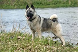 <b>The<i> Norwegian Elkhound</i></b>