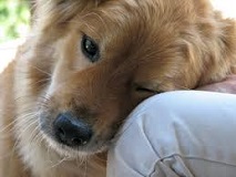 <b>Dog ownership in the US</b>