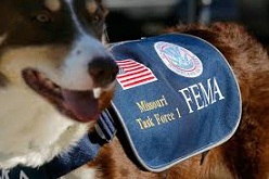 <b>Pet preparation for<i> natural disaster</i>s</b>