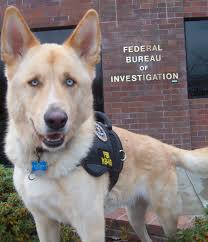 <b>Pet Theft</b>