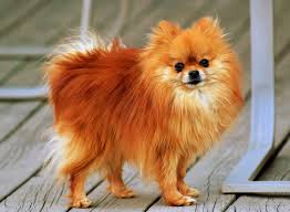 <b>Pomeranian</b> Care