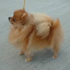 The <b>Pomeranian</b>