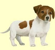 Adopting a Pup after Browsing Through Online Pictures of Dogs