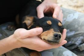 <b>Bringing a puppy home</b>
