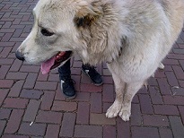 <b>Quarantine and Pet Travel Laws</b>