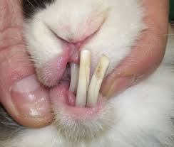 Your <b>rabbits</b> teeth