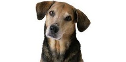 Learn What Breeds of Dogs Suit You Best