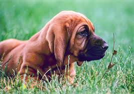 Finding<i> the right dog</i>