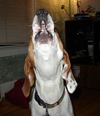 <b>Scent<b> hound</b>s</b>