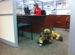Service dogs - The Americans with Disabilities Act