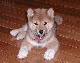 <b>The<i> Shiba Inu</i></b>