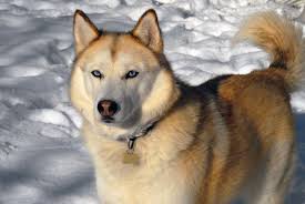 <b>The<i> Siberian Husky</i></b>