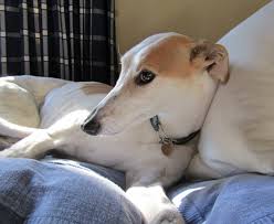<b>Sight Hounds</b>
