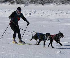 <b>Skijoring</b><b> dog</b>s